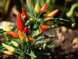 Kalsel kemarin dari TEF 2025 hingga harga cabai Hiyung