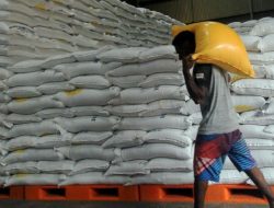 Pasokan Beras di Papua Digenjot hingga 500 Ribu Ton, Sawah 100 Ribu Ha Dibuka