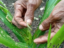 Hama Ulat Grayak Serang Tanaman Jagung di Sikka, Petani Cemas